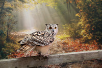 11_owl