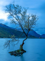 11_The Lonely Tree Llyn Padarn: Oct 2019