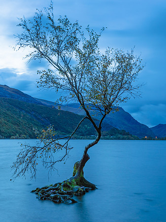 11_The Lonely Tree Llyn Padarn: Oct 2019